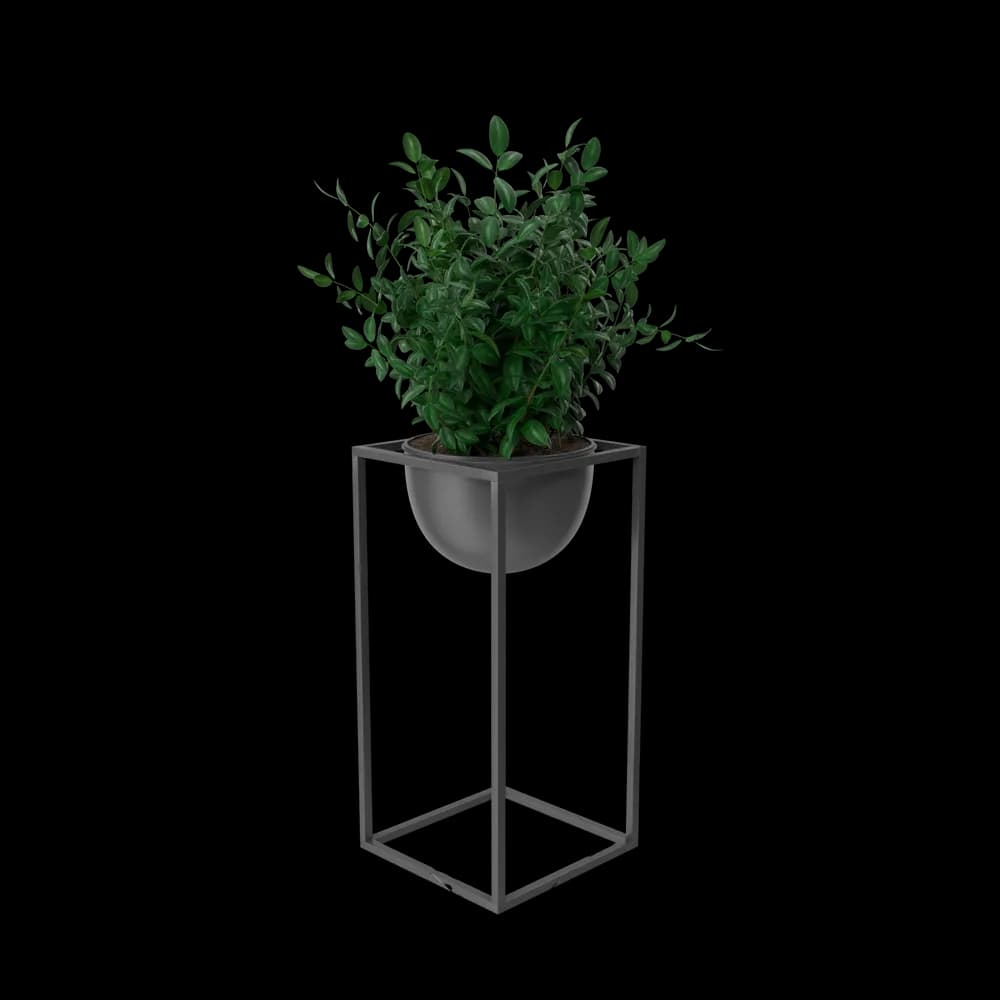 House Showpiece Plant Plus 3