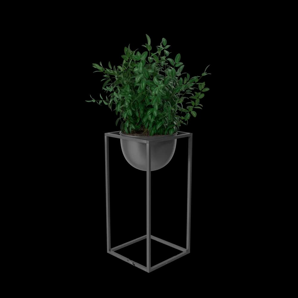House Showpiece Plant Plus 4