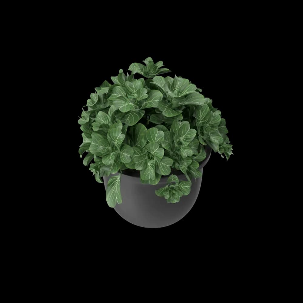 Plant Pot Plus 5